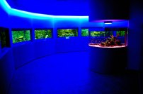 aquarium_2